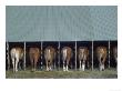 Horses In Stables by Bob Winsett Limited Edition Print