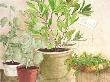 Laurel In A Pot by Ina Van Toor Limited Edition Print