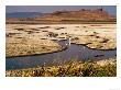 Colony Of Egrets By Shrinking Lake In Summer, Tule Lake, U.S.A. by Ruth Eastham Limited Edition Print