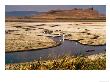 Colony Of Egrets By Shrinking Lake In Summer, Tule Lake, U.S.A. by Ruth Eastham Limited Edition Pricing Art Print