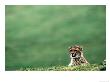 Cheetah (Acinonyx Jubatus), U.S.A. by Mark Newman Limited Edition Print