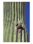 Saguaro With Gila Woodpecker, Tucson Botanical Gardens, Tucson, Arizona, Usa by Jamie & Judy Wild Limited Edition Print