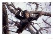 Young Male Chimpanzee, Gombe National Park, Tanzania by Kristin Mosher Limited Edition Print