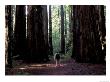 Redwoods National Park, California, Usa by Gavriel Jecan Limited Edition Print