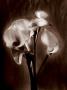 Soft Glow I by Christine Elizabeth Limited Edition Print