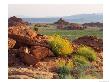 Brittlebush And Sandstone, Valley Of Fire State Park, Nevada, Usa by Scott T. Smith Limited Edition Print