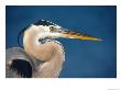 Great Blue Heron, Sanibel Island, Florida, Usa by Charles Sleicher Limited Edition Print