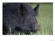 Wild Boar, Feral Pig, Florida, Usa by Maresa Pryor Limited Edition Print