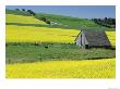 Canola And Old Wooden Barn, Idaho, Usa by Darrell Gulin Limited Edition Print