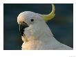 Cockatoo, Sydney Harbor, Australia by David Wall Limited Edition Pricing Art Print