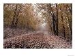 Fresh Snow On Burke Mountain Roadway, East Burke, Vermont, Usa by Darrell Gulin Limited Edition Print