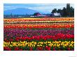 Skagit Valley Tulip Festival In April, Washington, Usa by Charles Sleicher Limited Edition Print