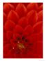 Red Dahlia Petals, Bellevue Botanical Garden, Washington, Usa by Jamie & Judy Wild Limited Edition Print