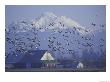 Snow Geese, Skagit Valley, Washington, Usa by William Sutton Limited Edition Print