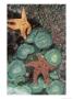 Tidepool Of Sea Stars, Green Anemones On The Oregon Coast, Usa by Stuart Westmoreland Limited Edition Print