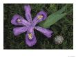 Dwarf Lake Iris And Snail, Wilderness State Park, Michigan, Usa by Claudia Adams Limited Edition Print
