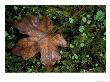 Fallen Oak Leaf by Michele Westmorland Limited Edition Print