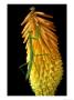 Praying Mantis On Red Hot Poker Plant, Rochester Hills, Michigan, Usa by Claudia Adams Limited Edition Print