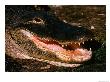Alligator Close-Up by Charles Sleicher Limited Edition Print