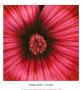 Lavatera by Andrew Levine Limited Edition Print