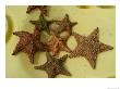 Multi-Colored Star Fish On The Sand by Todd Gipstein Limited Edition Print