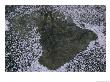 Cherry Blossom Petals Dot The Waters Surface by Michael S. Yamashita Limited Edition Print