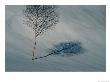 A Leafless Birch Tree Casts Its Shadow On Fresh Snow by Bill Curtsinger Limited Edition Print