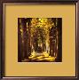 Tree Lined Avenue by Kathy Collins Limited Edition Print