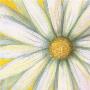White Daisy by Julio Sierra Limited Edition Print