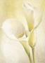 White Callas by Vivien White Limited Edition Pricing Art Print