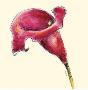 Fuchsia Lily by Sophia Flores Limited Edition Pricing Art Print