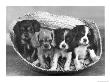These Four Cavalier King Charles Spaniel Puppies Sit Quietly In The Basket by Thomas Fall Limited Edition Pricing Art Print