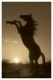 Rearing Horse Silhouette by Robert Dawson Limited Edition Pricing Art Print