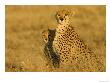 Portrait Of A Mother Cheetah And Cub In Golden Light (Acinonyx Jubatus) by Roy Toft Limited Edition Print