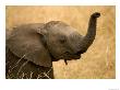 Portrait Of A Baby African Elephant With Its Trunk Raised (Loxodonta Africana) by Roy Toft Limited Edition Print