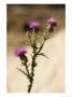 A Close View Of A Thistle Wildflower by Charles Kogod Limited Edition Print