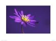 Anemone Blanda by Dave Zubraski Limited Edition Print