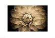 Dahlia By Headey by Charles Headey Pricing Limited Edition Art Print