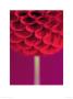 Dahlia By Straw by Peter Straw Limited Edition Print