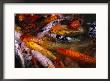 Koi In Japanese Friendship Garden by Shmuel Thaler Limited Edition Print