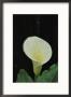 Water Droplets On A Calla Lily by Marc Moritsch Limited Edition Pricing Art Print