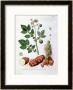 Potato, Botanical Plate From La Botanique Mise A La Portee De Tout Le Monde by Genevieve Regnault De Nangis Limited Edition Pricing Art Print