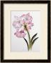 Amaryllis Belladonna, Circa 1910 by Ethel May Dixie Limited Edition Print