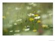Field Filled With Daisies And Dandelions In Bloom by Klaus Nigge Limited Edition Print