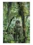 Barred Owl Perches On A Tree Branch Amid Air Plants by Klaus Nigge Limited Edition Print