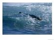 Sea Otter Rides The Surf In Monterey Bay, California by Paul Nicklen Limited Edition Print