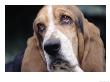 Basset Hound by Lynn M. Stone Limited Edition Print