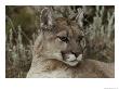 Portrait Of A Mountain Lion by Jim And Jamie Dutcher Limited Edition Pricing Art Print