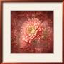 Dahlia Ii by Tom Collicott Limited Edition Pricing Art Print