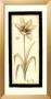 Neutral Tulip Gesture I by Jennifer Goldberger Limited Edition Pricing Art Print